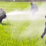 Prohibir agroquímicos tóxicos